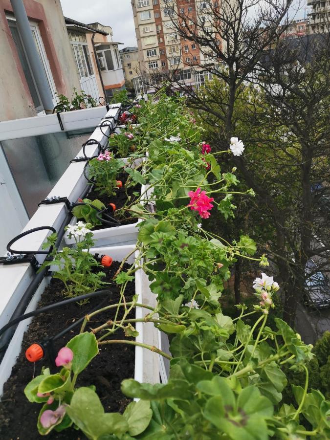 Bloom Box Apartments 克拉奥华 外观 照片